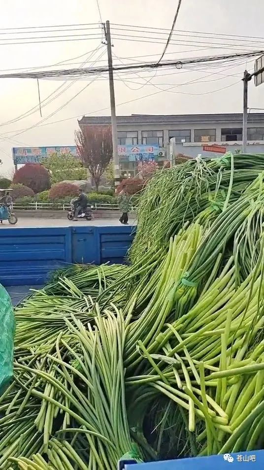 蒜薹行情喜人，最新市场价格看涨态势喜人