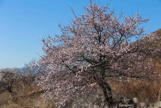 春回大地，繁花似锦——探秘最新春暖花开论坛官方网站入口